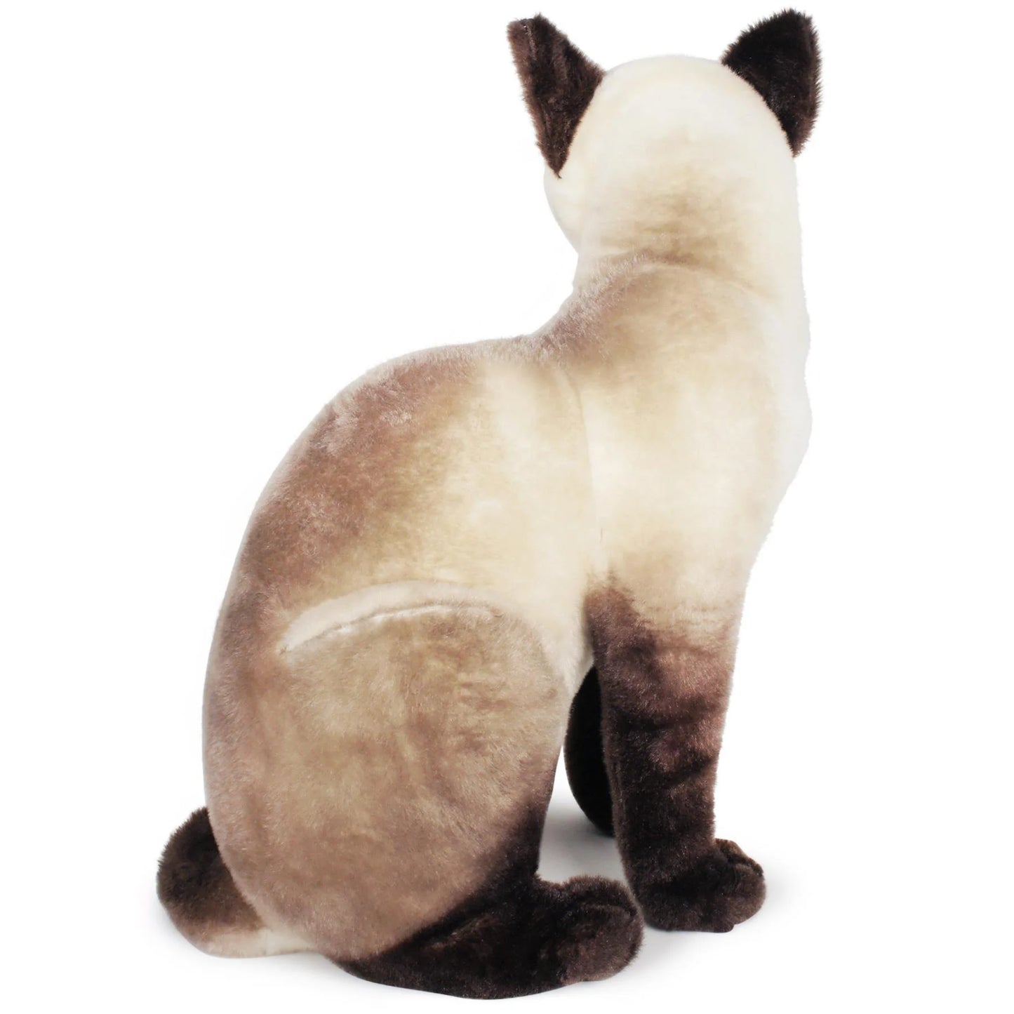 Stefan The Siamese Cat